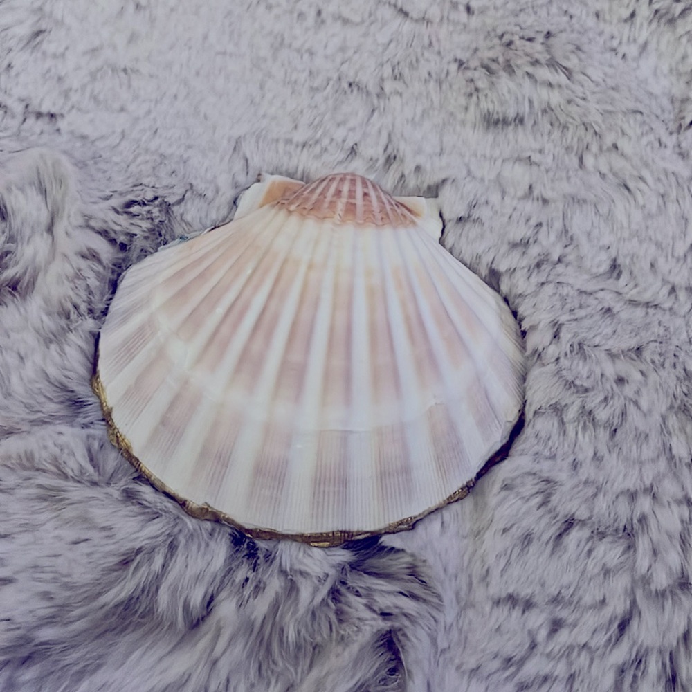 Turtle Trinket Shell - Picture 2 of 2